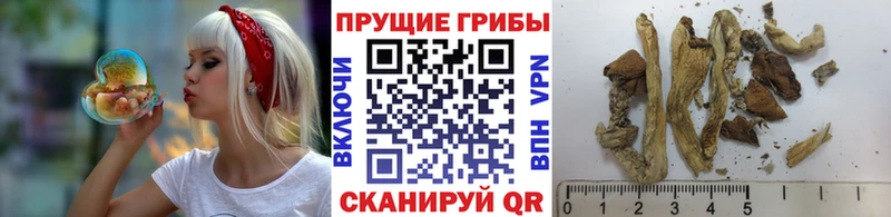 купить закладку  Волжск  Псилоцибиновые грибы GOLDEN TEACHER 
